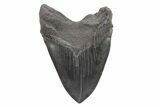 Fossil Megalodon Tooth - Huge River Meg #221790-2